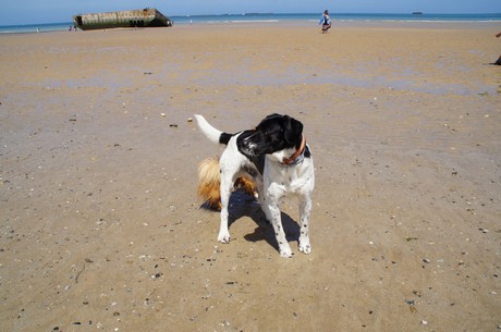 arromanches-les-bains