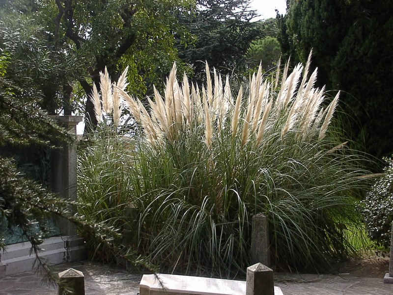 bormes-les-mimosas-kapelle