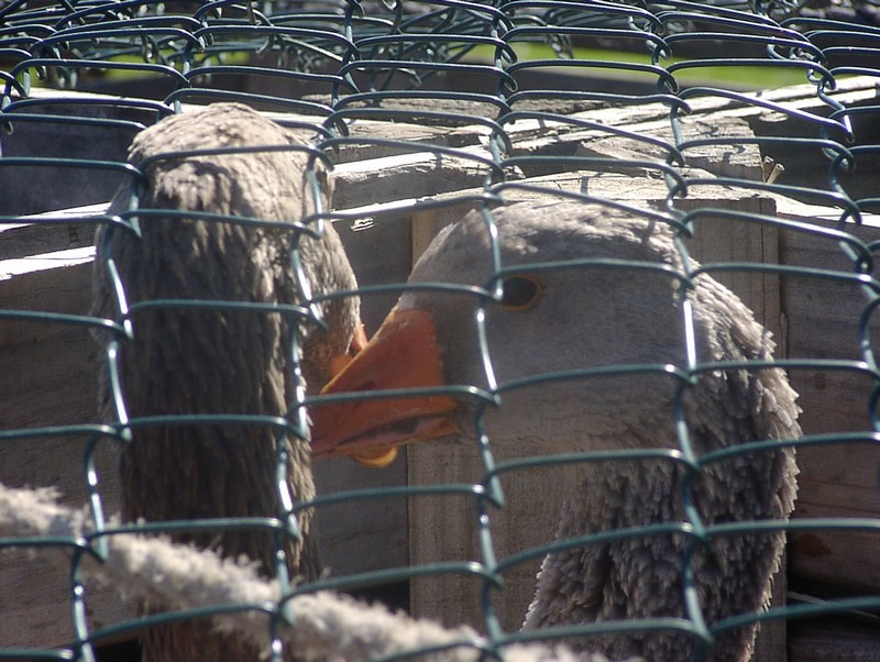 l-lsle-sur-la-sorgue-fest