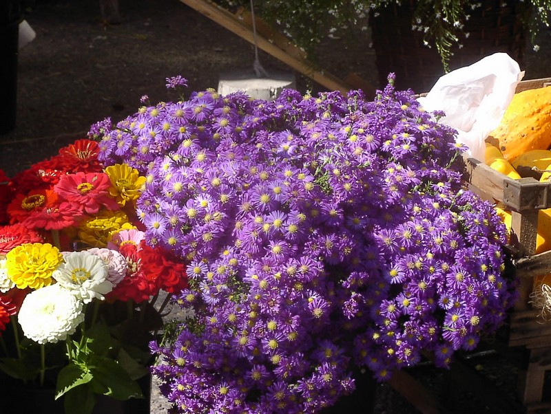 l-lsle-sur-la-sorgue-markt