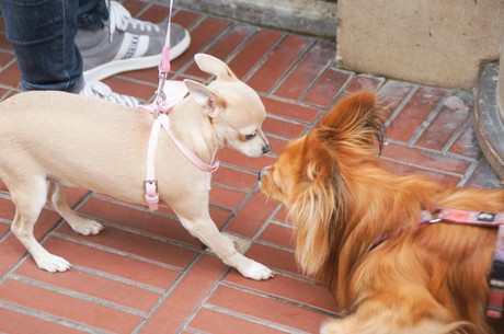 le-touquet-paris-plage