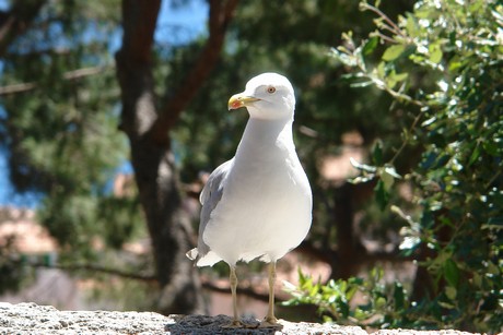 monaco-altstadt