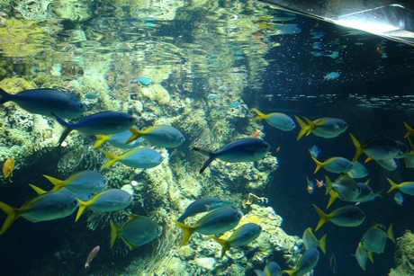 aquarium