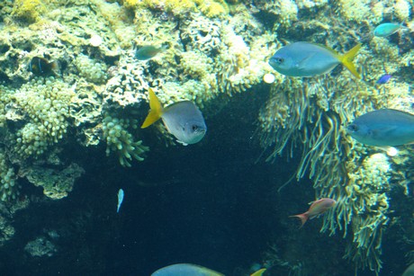 aquarium