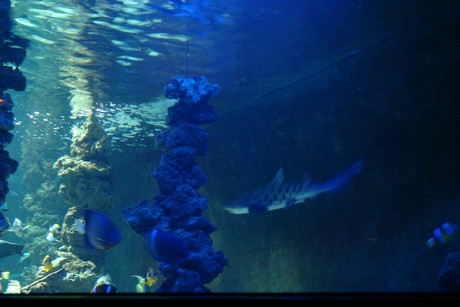aquarium