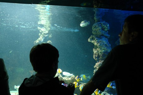 aquarium