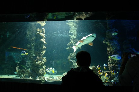 aquarium