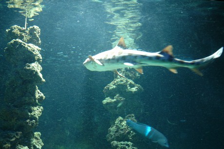 aquarium