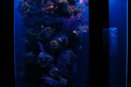 aquarium