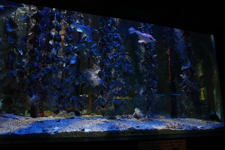 aquarium