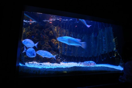 aquarium