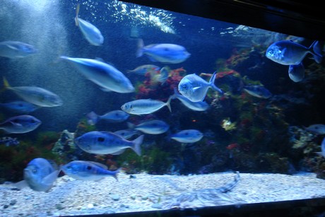 aquarium