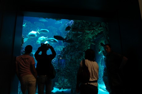 aquarium