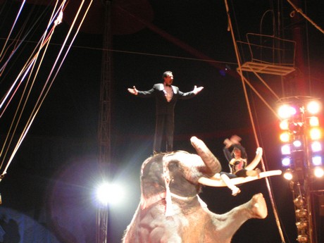 zirkus-festival