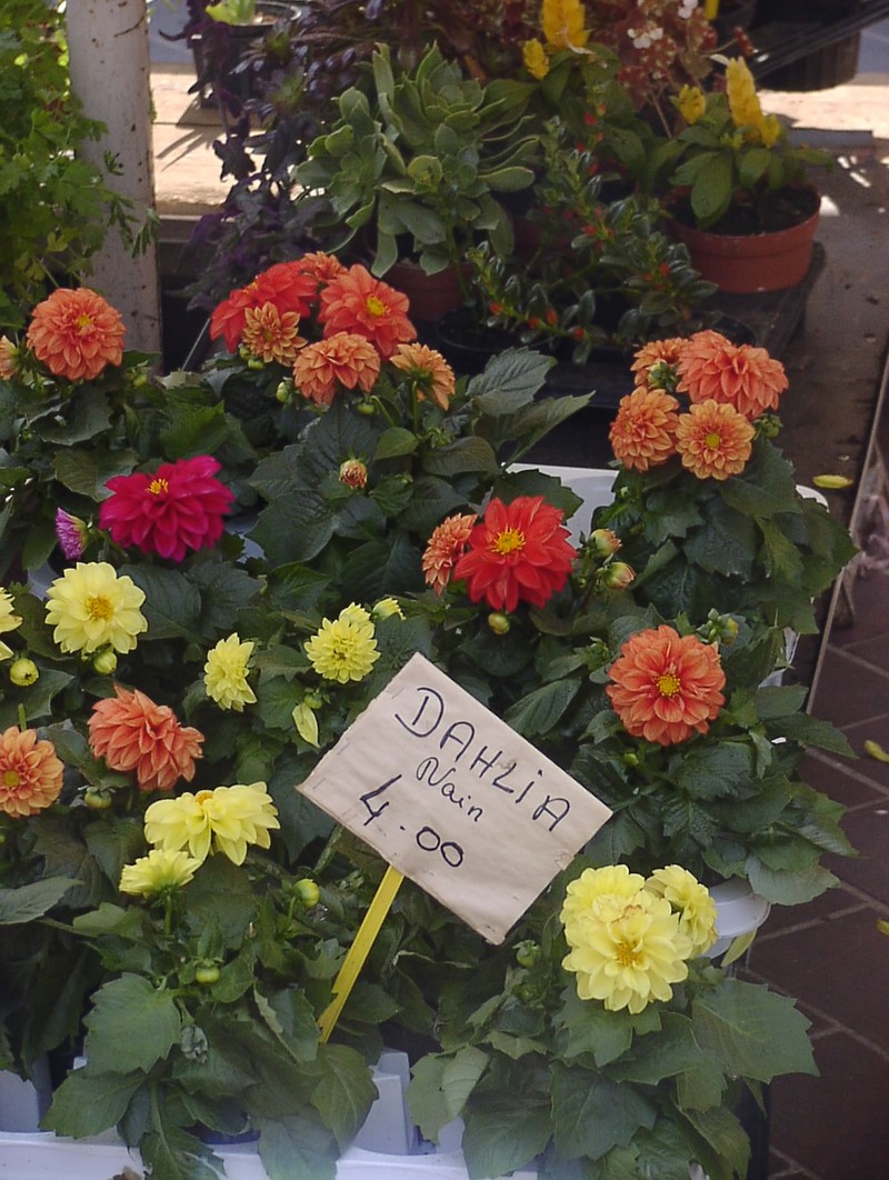 nizza-blumenmarkt