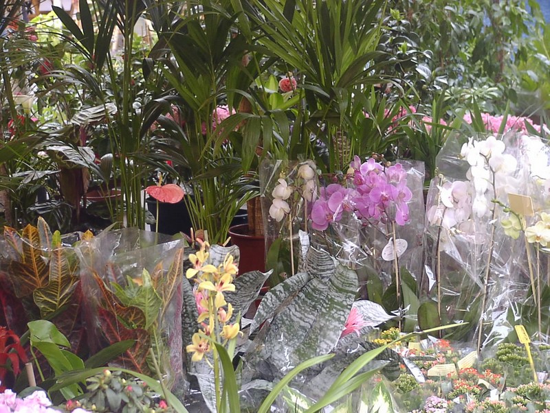 nizza-blumenmarkt