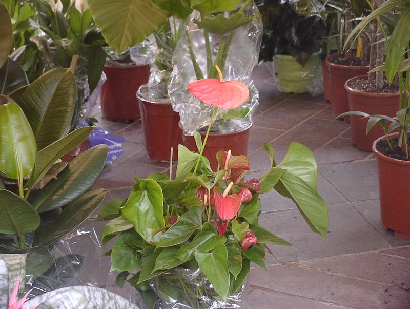 nizza-blumenmarkt