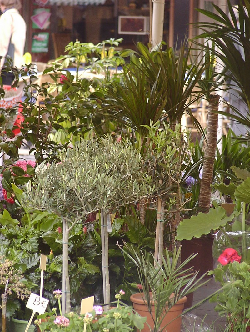 nizza-blumenmarkt