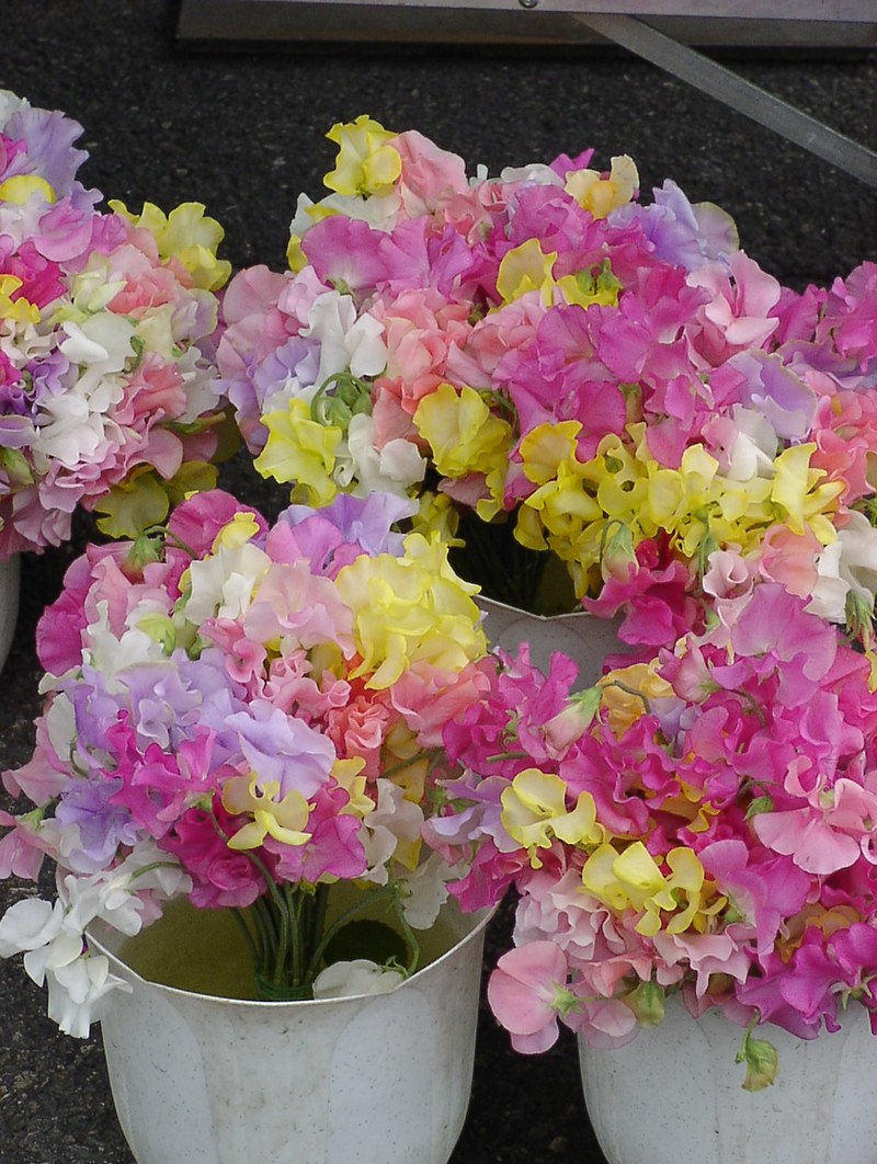 nizza-blumenmarkt