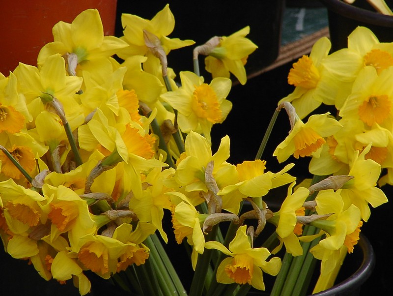 nizza-blumenmarkt
