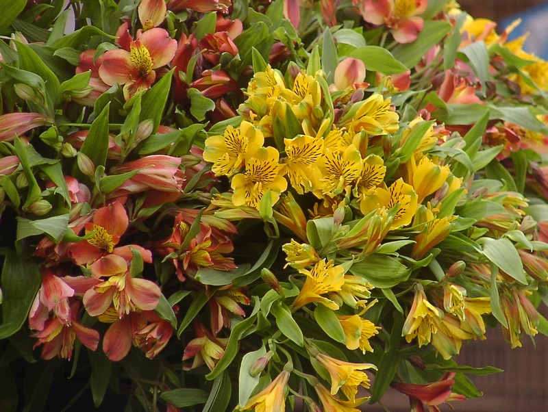 nizza-blumenmarkt