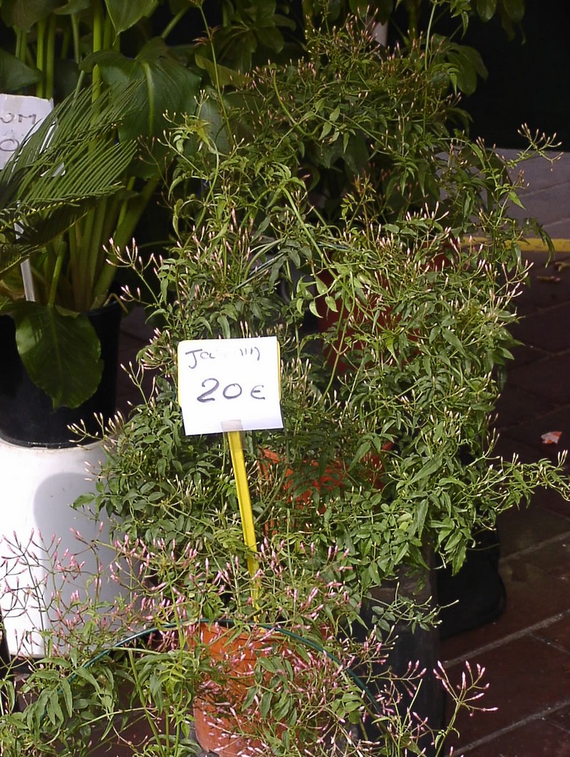 nizza-blumenmarkt