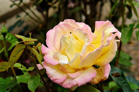 oradour-sur-glane-friedhof