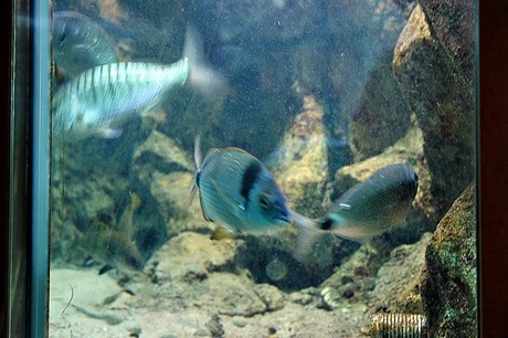 porto-aquarium