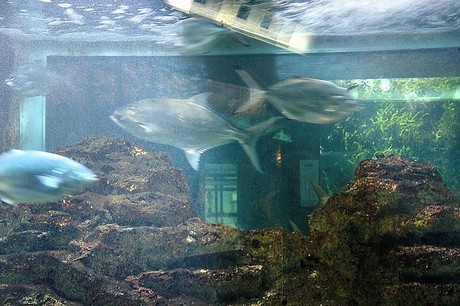 porto-aquarium