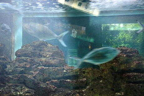 porto-aquarium