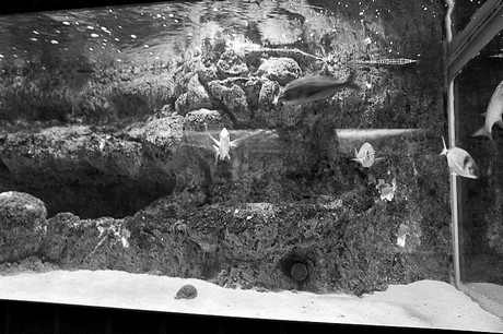porto-aquarium