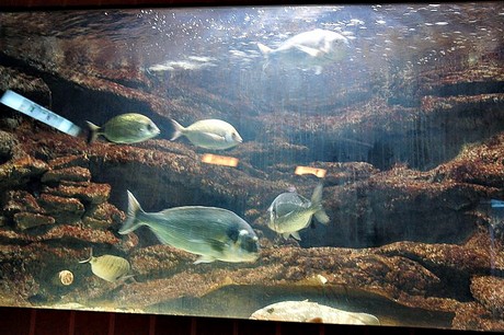 porto-aquarium