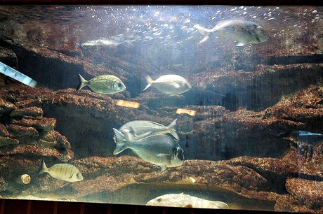 porto-aquarium