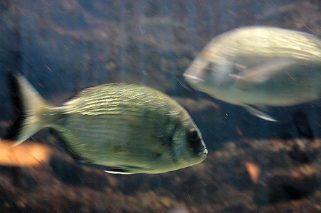 porto-aquarium