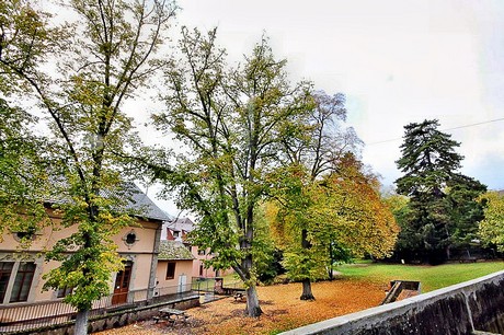 ribeauville
