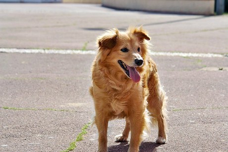 saint-cyprien-plage-hafen