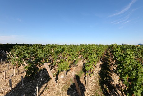 chateau-cos-d-estournel