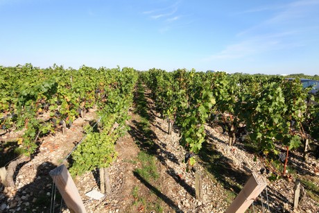 chateau-cos-d-estournel