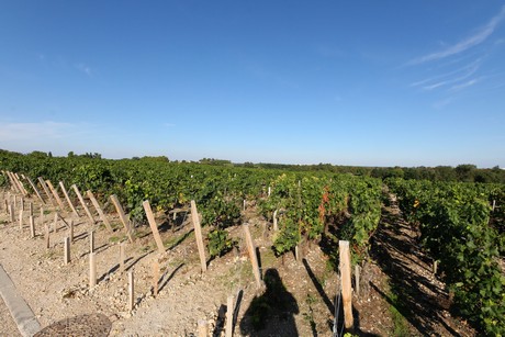 chateau-cos-d-estournel