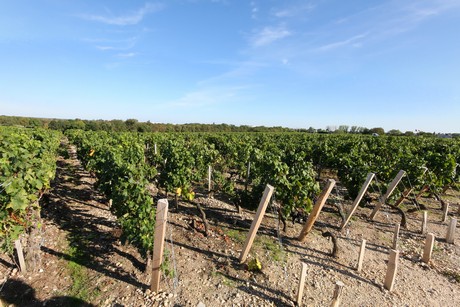 chateau-cos-d-estournel