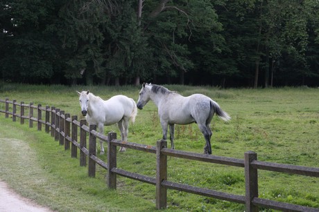 chateau-saint-fargeau-garten