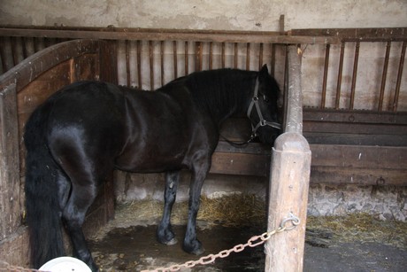 chateau-saint-fargeau-garten