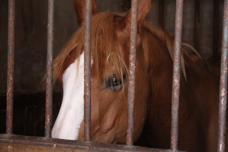 chateau-saint-fargeau-garten