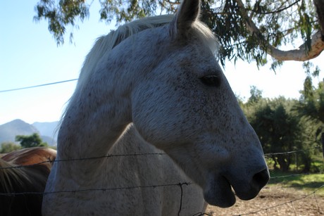 saint-florent-strand