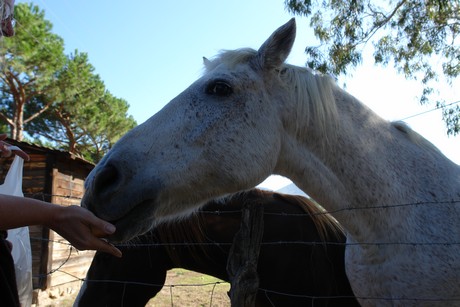 saint-florent-strand