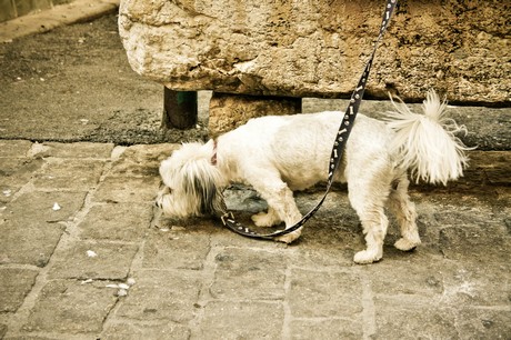 saint-maximin-la-sainte-baume