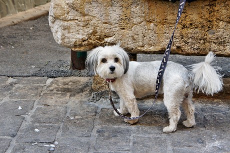 saint-maximin-la-sainte-baume