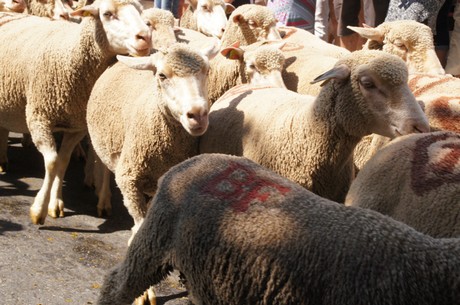 saint-remy-de-provence