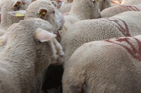 saint-remy-de-provence