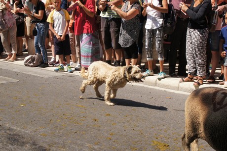 saint-remy-de-provence